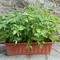 Piantine pomodori