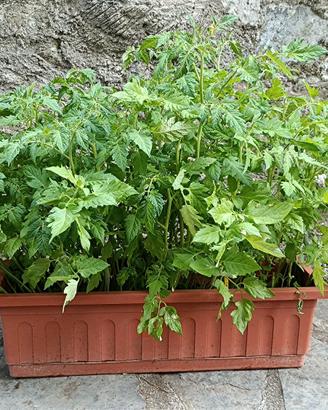 Piantine pomodori
