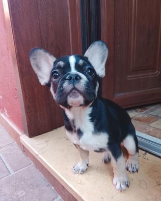Bulldog francese