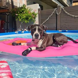 Amstaff blu per monte