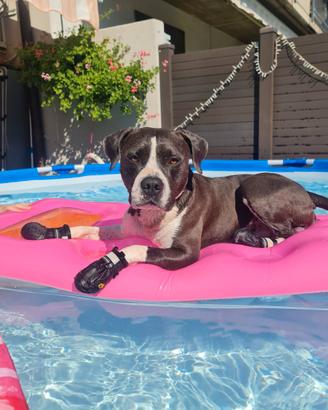 Amstaff blu per monte