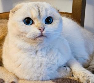 Scottish fold
