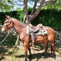 Cavallo da passeggiata