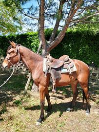 Cavallo da passeggiata