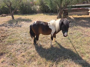 Pony intero 3 anno