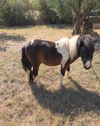 Pony intero 3 anno