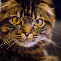 Gatto maschio 2 anni