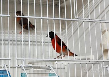 coppia di cardinalini 