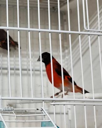 coppia di cardinalini 