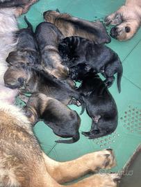 Pastore Tedesco cuccioli