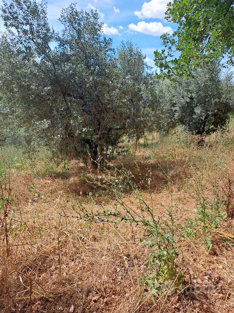 Rif 215B TERRENO AGRICOLO A MOSCUFO - Vista 3