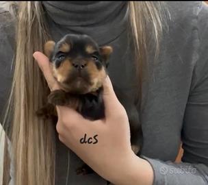 Yorkshire terrier con pedigree