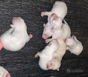 Maltese toy