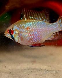 Ramirezi blue brillant