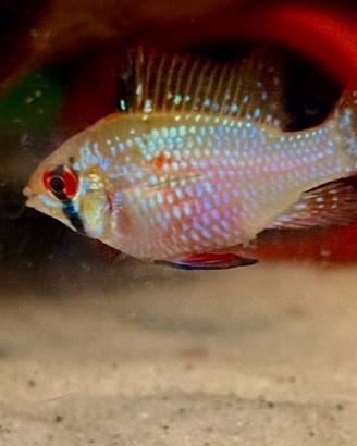 Ramirezi blue brillant