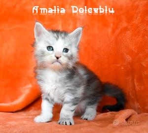 Cucciolo Maine coon silver