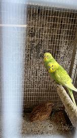 Pappagalli in blocco