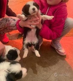 Border collie con pedigree