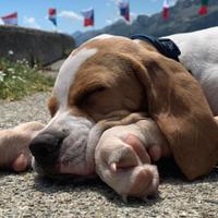 Pointer inglese clastidium