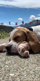 Pointer inglese clastidium