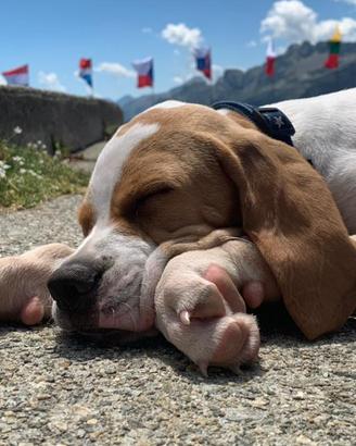 Pointer inglese clastidium
