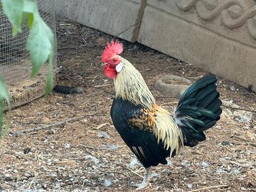 Conigli e galline