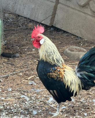 Conigli e galline