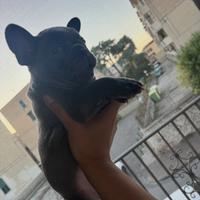 Bulldog francese grigio chiaro