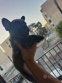 Bulldog francese grigio chiaro