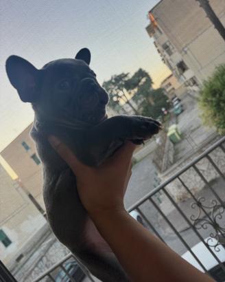Bulldog francese grigio chiaro