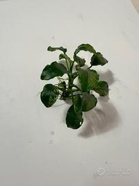anubias pinto 