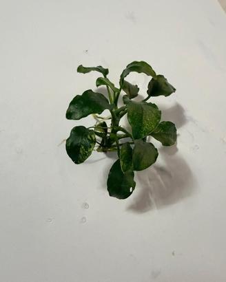 anubias pinto 