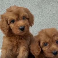 Cuccioli di maltipoo red brwaun toy