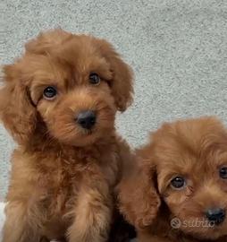Cuccioli di maltipoo red brwaun toy