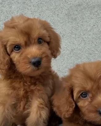 Cuccioli di maltipoo red brwaun toy