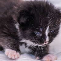 Cuccioli di Maine Coon