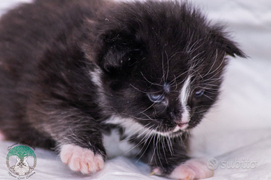 Cuccioli di Maine Coon