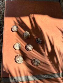 Lumache vive Theba pisana