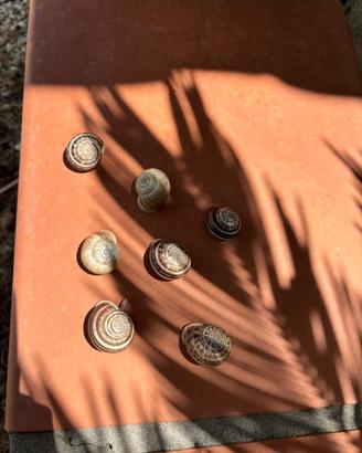 Lumache vive Theba pisana