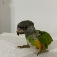 Pappagallo allevato a mano