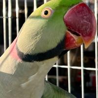 Pulli grande alessandrino