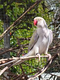 Pappagalli consegna Palermo e provincia