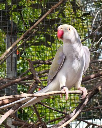 Pappagalli consegna Palermo e provincia
