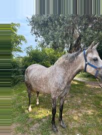 Cavallo in mezza fida
