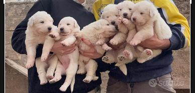 Pastore Maremmano Abruzzese