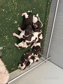 Cuccioli Springer Spaniel Inglese