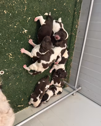 Cuccioli Springer Spaniel Inglese