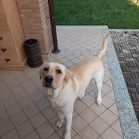 Maschio labrador per accoppiamento