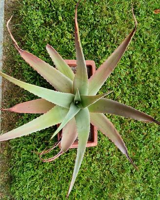 Aloe vera