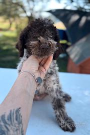 Cuccioli di Lagotto romagnolo